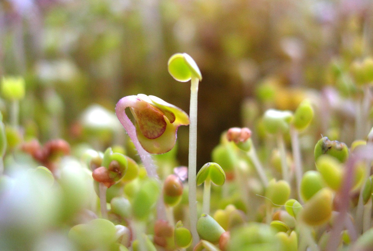 Bio-Sprossen